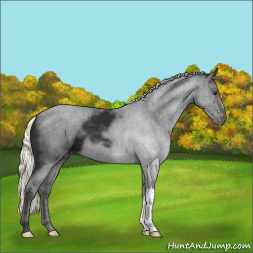 Horse Color:Liver Chestnut Mushroom Appaloosa