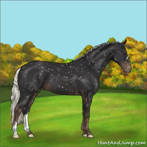 Horse Color:Liver Chestnut Mushroom Appaloosa 