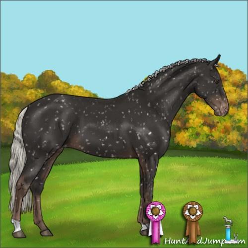 Horse Color:Liver Chestnut Mushroom Appaloosa