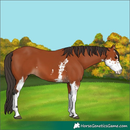 Horse Color:Bay Sabino  and Bay Sabino 