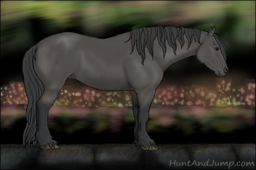 Horse Color:Black 