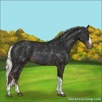 Horse Color:Liver Chestnut Mushroom Appaloosa Rabicano