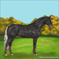 Horse Color:Liver Chestnut Mushroom Appaloosa 