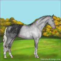 Horse Color:Liver Chestnut Mushroom Appaloosa 
