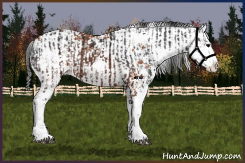 Horse Color:Brown Sabino  and Bay Sabino Rabicano 