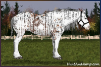 Horse Color:Brown Sabino  and Bay Sabino Rabicano 