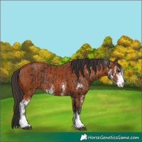 Horse Color:Brown Sabino  and Bay Sabino 