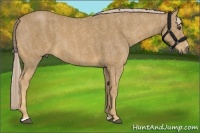 Horse Color:Palomino Sabino Brindle