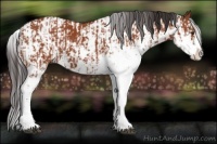 Horse Color:Bay Sabino  and Bay Sabino 