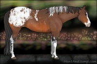 Horse Color:Bay Splash Tobiano Appaloosa  and Bay Splash Tobiano Appaloosa 