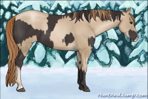 Horse Color:Smoky Black and Smoky Black Pearl