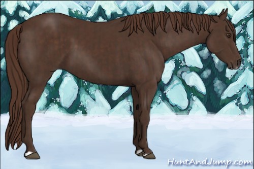 Horse Color:Liver Chestnut  and Liver Chestnut Frame 