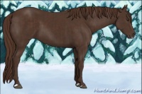 Horse Color:Liver Chestnut and Liver Chestnut Frame