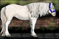 Horse Color:Perlino Sabino  and Perlino Sabino 