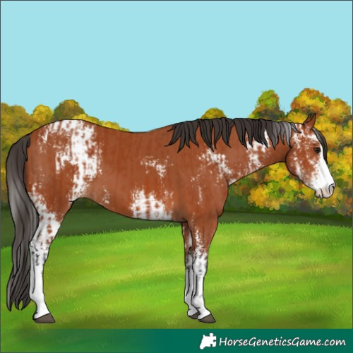 Horse Color:Bay Sabino  and Bay Sabino 