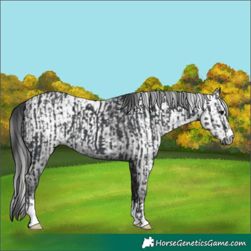 Horse Color:Black  and Gray Black 