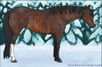 Horse Color:Black  and Brown 