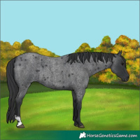 Horse Color:Blue Roan  and Blue Roan 
