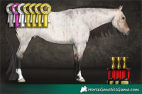 Horse Color:Brown Roan Dun Brindle 