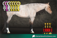 Horse Color:Brown Roan Dun Brindle 