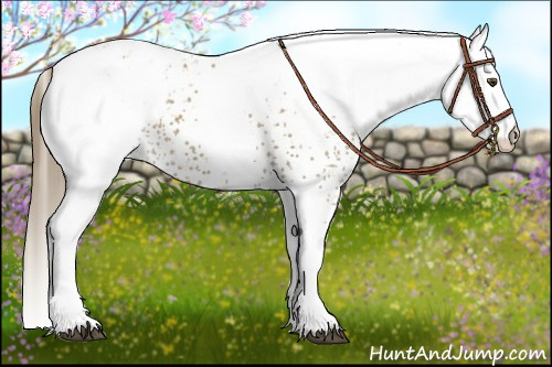 Horse Color:White Spotted Buckskin Appaloosa