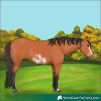 Horse Color:Bay Frame 