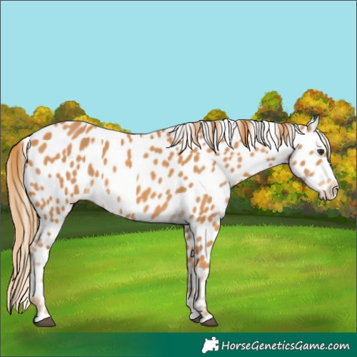 Horse Color:Chestnut Appaloosa 