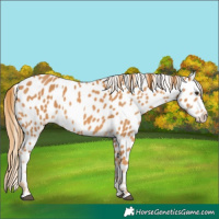Horse Color:Chestnut Appaloosa 