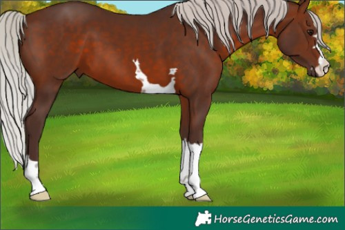 Horse Color:Silver Brown