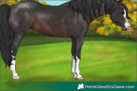 Horse Color:Brown 