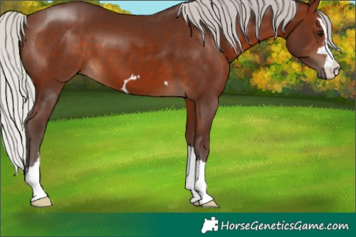 Horse Color:Silver Brown 