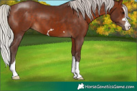 Horse Color:Silver Brown