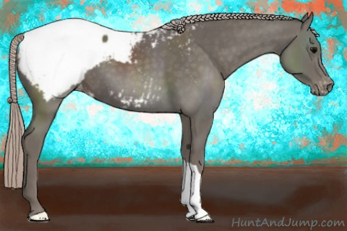 Horse Color:Silver Black Appaloosa 