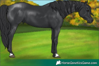 Horse Color:Black 