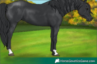 Horse Color:Black 