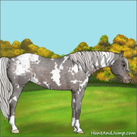 Horse Color:White Spotted Silver Brown Appaloosa