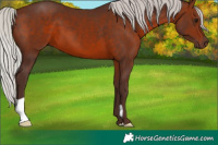 Horse Color:Silver Brown 