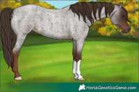 Horse Color:Liver Red Roan 