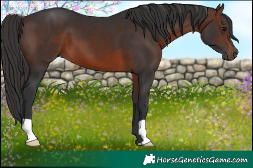 Horse Color:Brown 