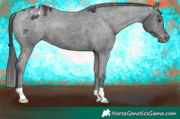 Horse Color:Liver Chestnut Appaloosa 