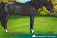 Horse Color:Brown 