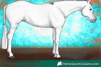 Horse Color:Gray Silver Brown Appaloosa 