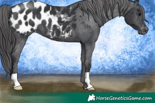 Horse Color:Black Blanket 