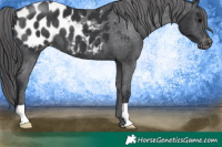 Horse Color:Black Appaloosa 