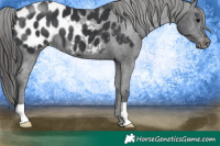 Horse Color:Black Appaloosa
