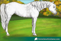 Horse Color:Gray Silver Black Appaloosa