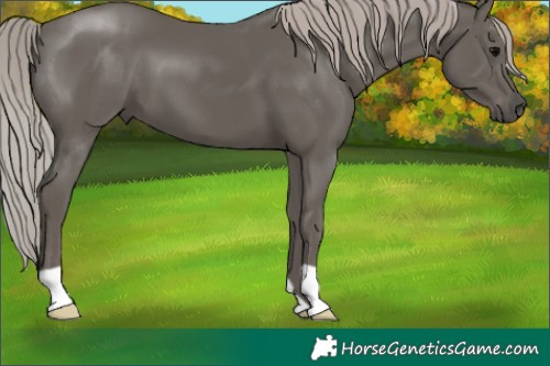 Horse Color:Silver Black 