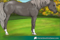 Horse Color:Silver Black 