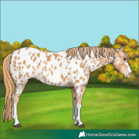 Horse Color:Chestnut Near Leopard 