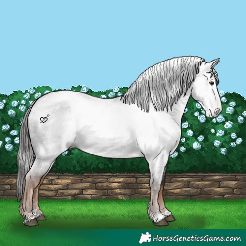 Horse Color:Gray Liver Red Roan